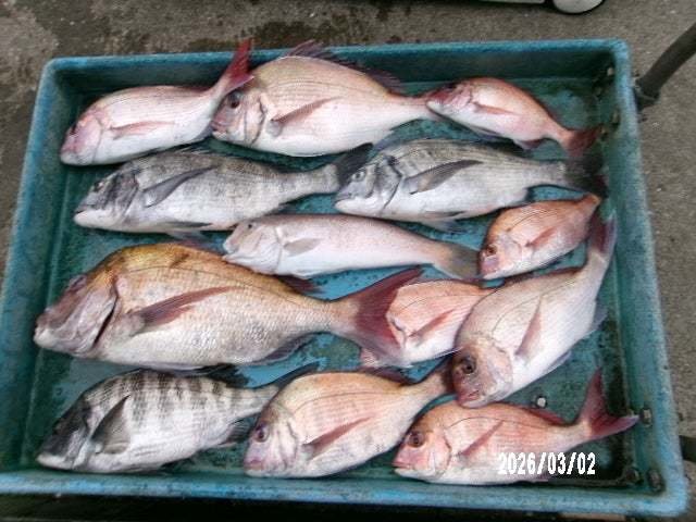 マダイ・クロダイ・シロアマダイ