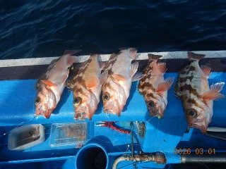 オキメバル(ウスメバル)