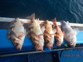 オキメバル(ウスメバル)