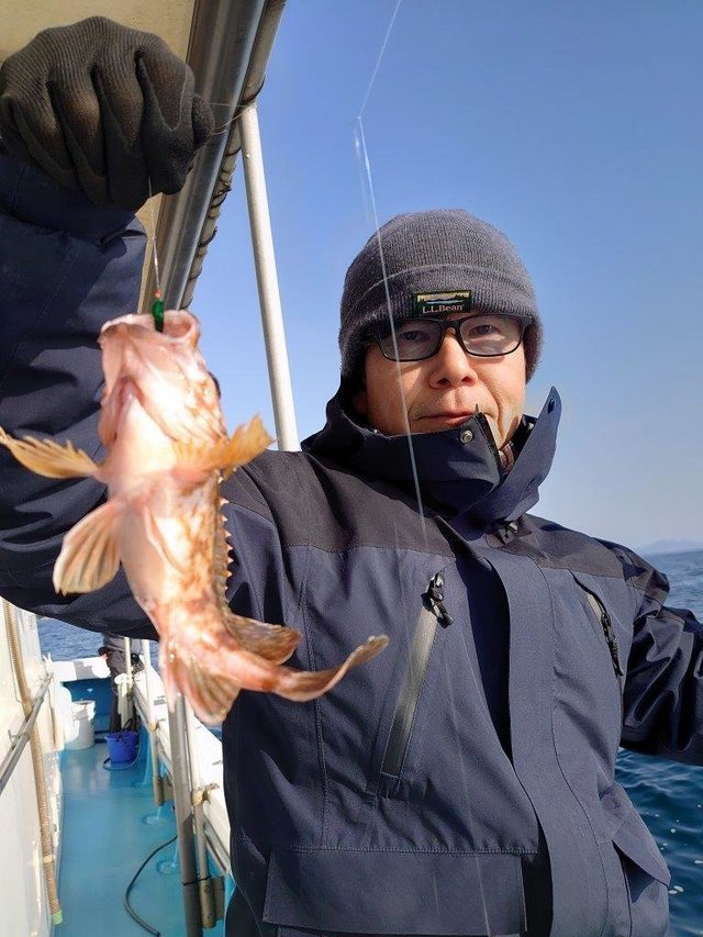 ガシラ(カサゴ)