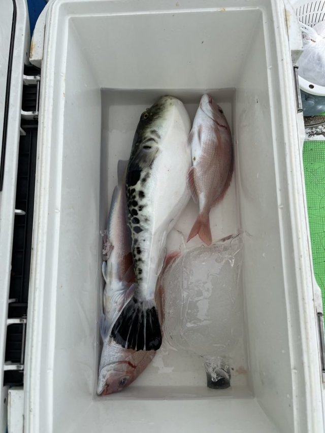 マダイ・ハナダイ(チダイ)・トラフグ