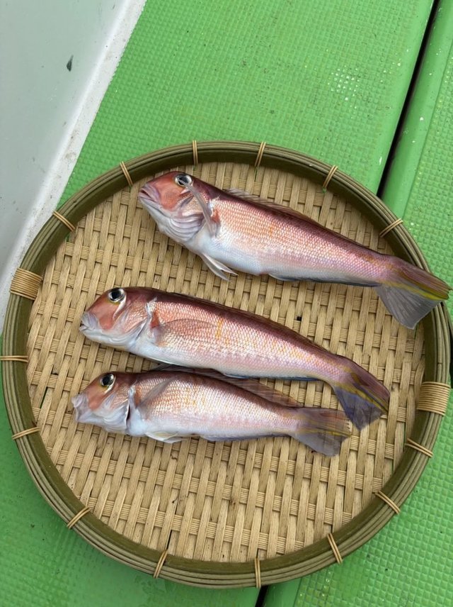 アマダイ(アカアマダイ)