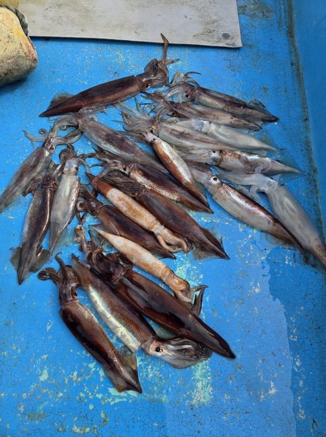 イカ(ケンサキイカ)