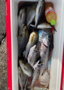 イサキ・クロムツ