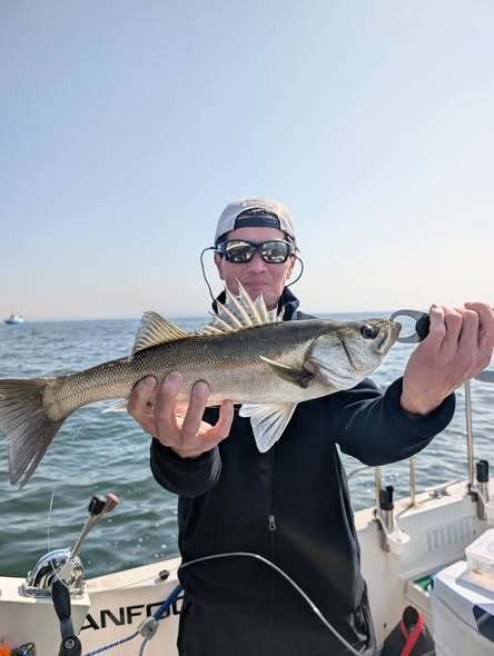 シーバス(スズキ)