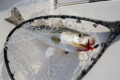 シーバス(スズキ)