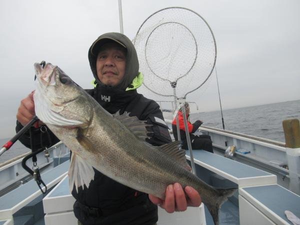 シーバス(スズキ)