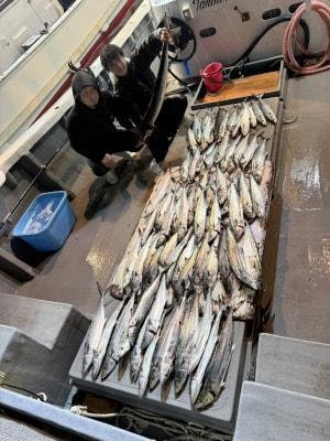 サワラ・サゴシ(サワラ)・ヤナギ(サワラ)