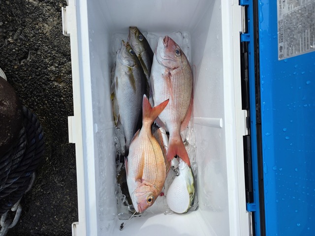 マダイ・イナダ(ブリ)