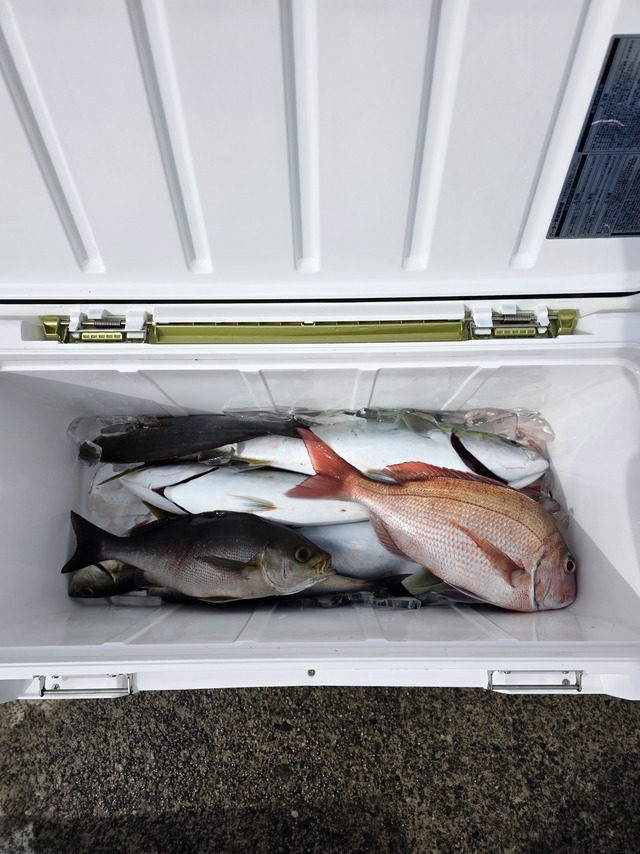 マダイ・イナダ(ブリ)