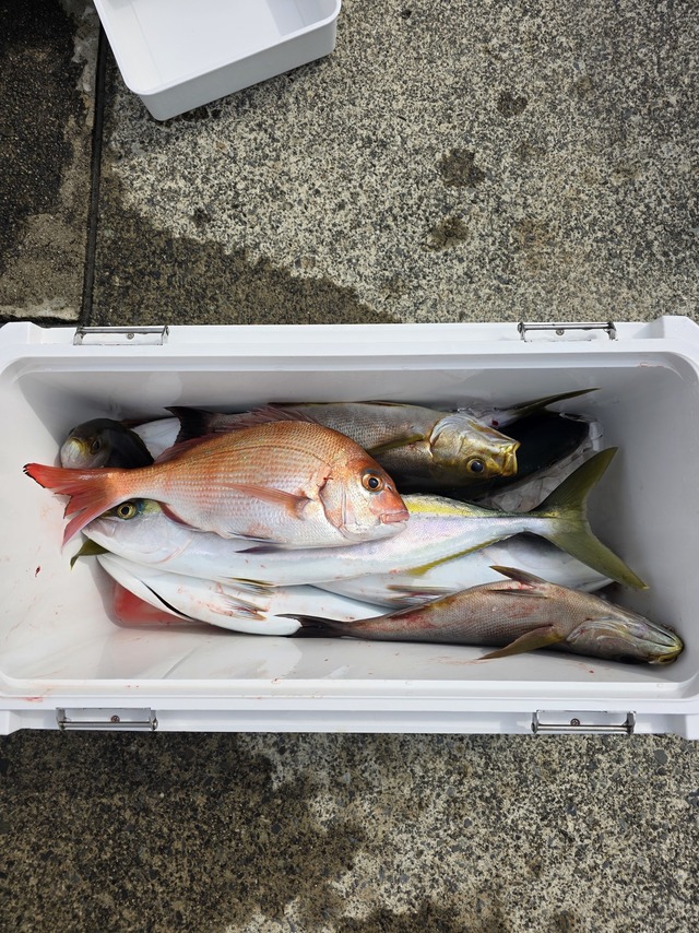 マダイ・イナダ(ブリ)