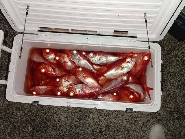 キンメ(キンメダイ)