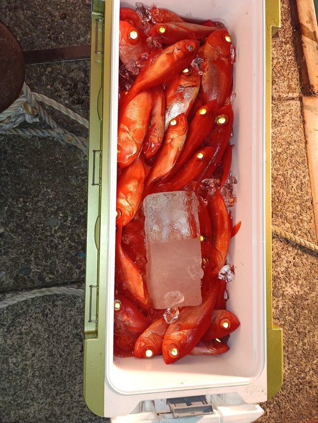 キンメ(キンメダイ)