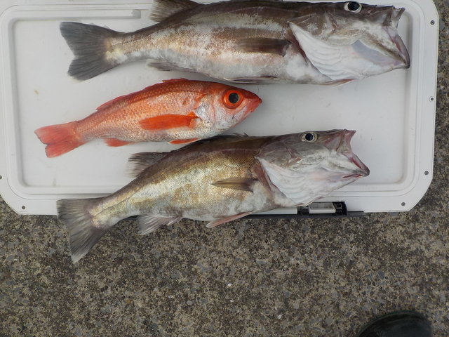 アラ・アカムツ