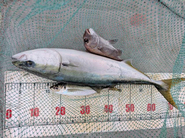 タイ(マダイ)・メジロ(ブリ)