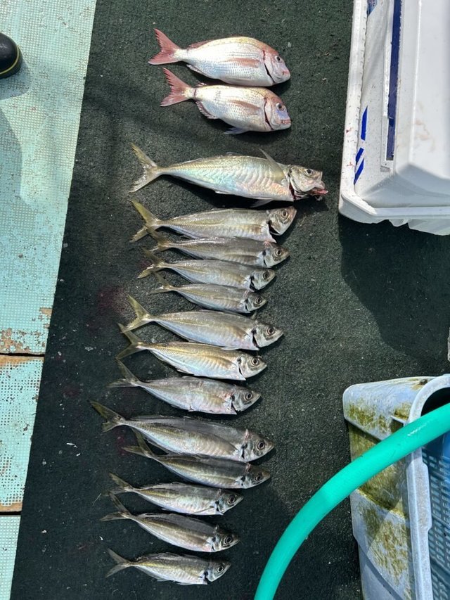 チダイ・マアジ