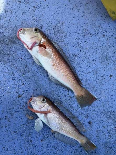 アマダイ(アカアマダイ)