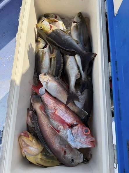 アオハタ・イサキ・アマダイ(アカアマダイ)