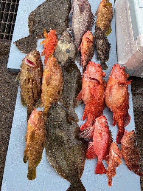 マハタ・キジハタ・オニカサゴ・カサゴ・カンコ(ウッカリカサゴ)・アヤメカサゴ・ヒラメ・マトウダイ