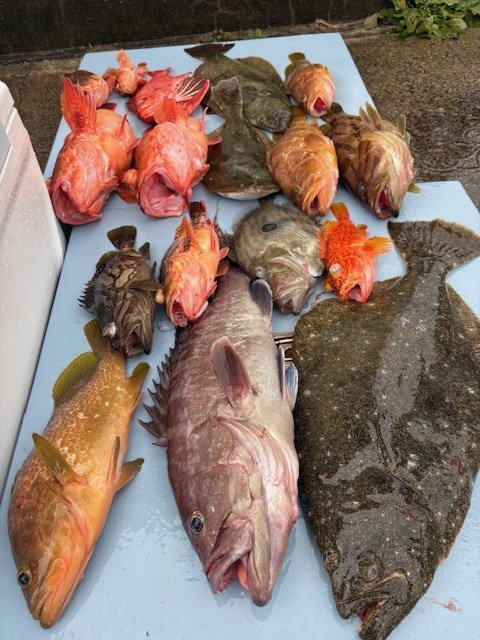 マハタ・キジハタ・カンコ(ウッカリカサゴ)・アヤメカサゴ・ヒラメ・マトウダイ