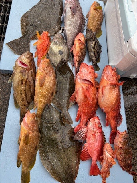 マハタ・キジハタ・カンコ(ウッカリカサゴ)・アヤメカサゴ・ヒラメ・マトウダイ