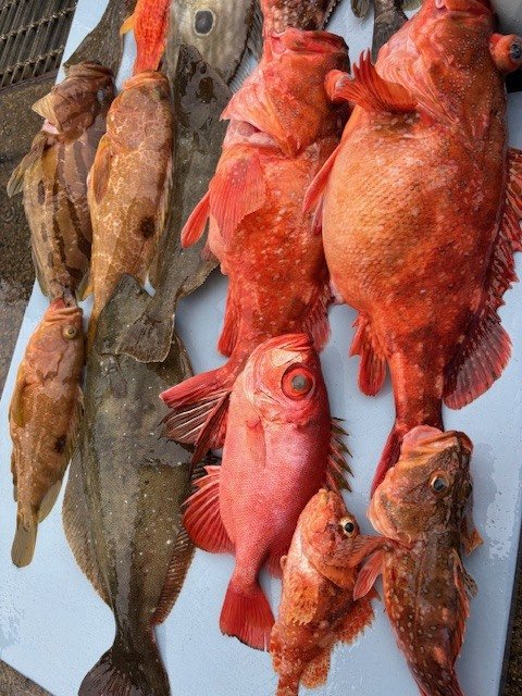 キジハタ・カサゴ・カンコ(ウッカリカサゴ)・ヒラメ