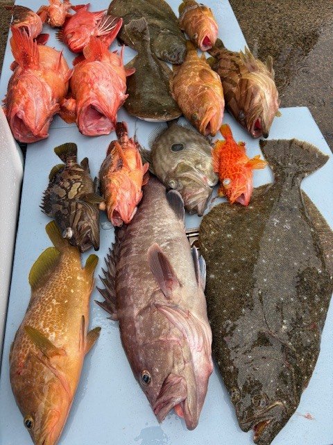 マハタ・キジハタ・カンコ(ウッカリカサゴ)・アヤメカサゴ・ヒラメ・マトウダイ