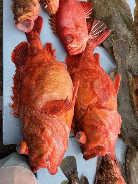 カンコ(ウッカリカサゴ)