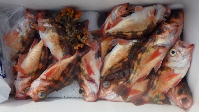 オキメバル(ウスメバル)