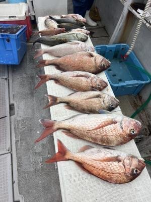 マダイ・イサキ