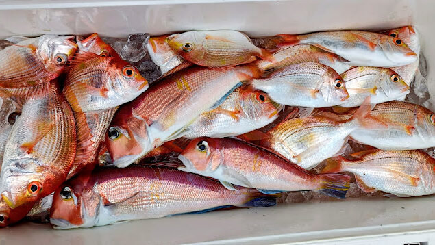 キダイ・アマダイ(アカアマダイ)