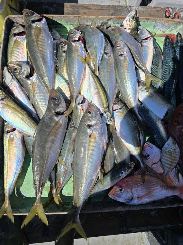 アジ(マアジ)・サバ(ゴマサバ)