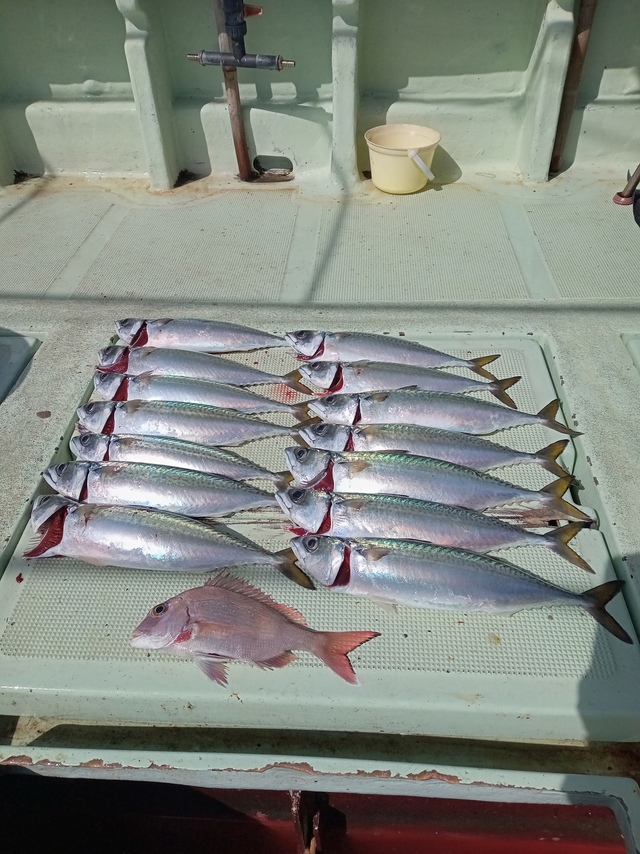 マダイ・サバ(マサバ)