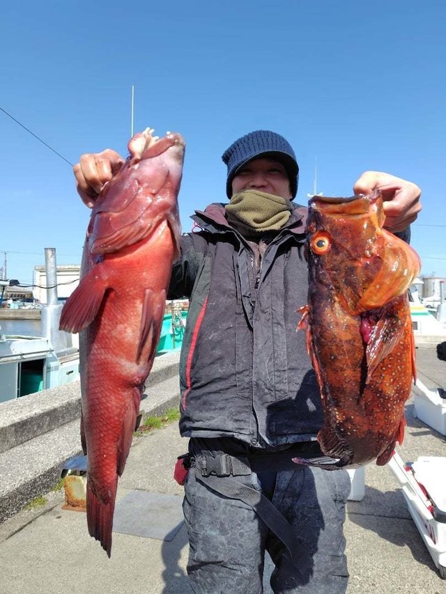 カンダイ(コブダイ)・ハチカサゴ(ウッカリカサゴ)