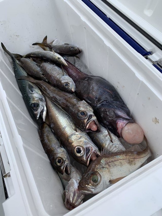 クロムツ・スミヤキ(クロシビカマス)・シロムツ(オオメハタ)・カマス(アカカマス)・ツボダイ・サバ(ゴマサバ)