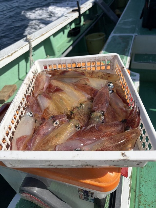 マルイカ(ケンサキイカ)