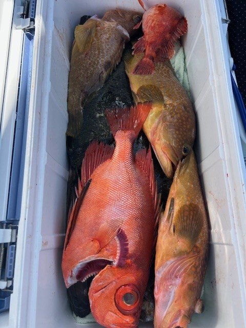 キジハタ・キントキ(チカメキントキ)・カサゴ