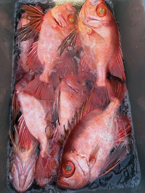 キントキ(チカメキントキ)