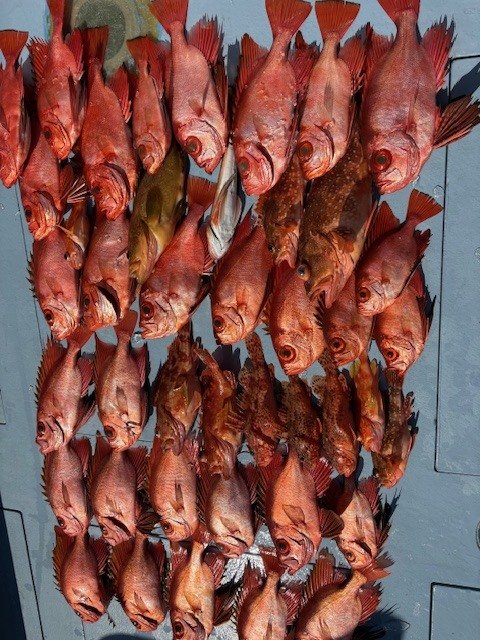 キジハタ・キントキ(チカメキントキ)・カサゴ・ホウボウ