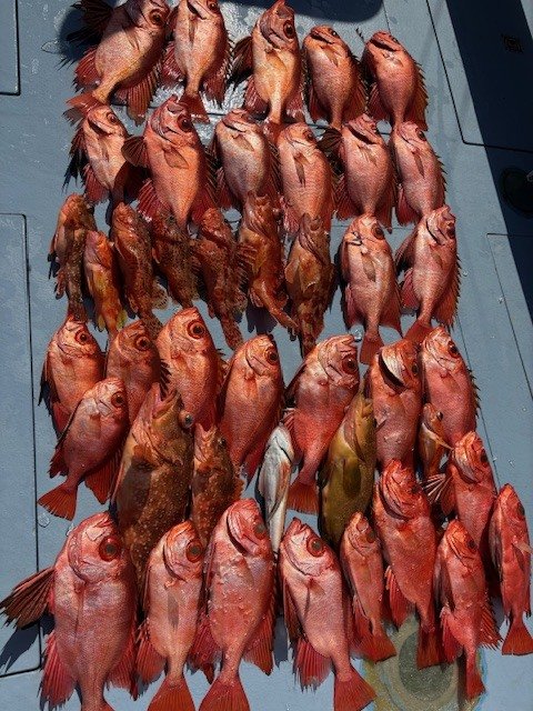 キジハタ・キントキ(チカメキントキ)・カサゴ・ホウボウ