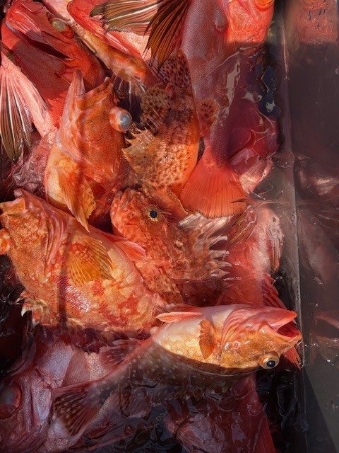 キントキ(チカメキントキ)・オニカサゴ・アヤメカサゴ