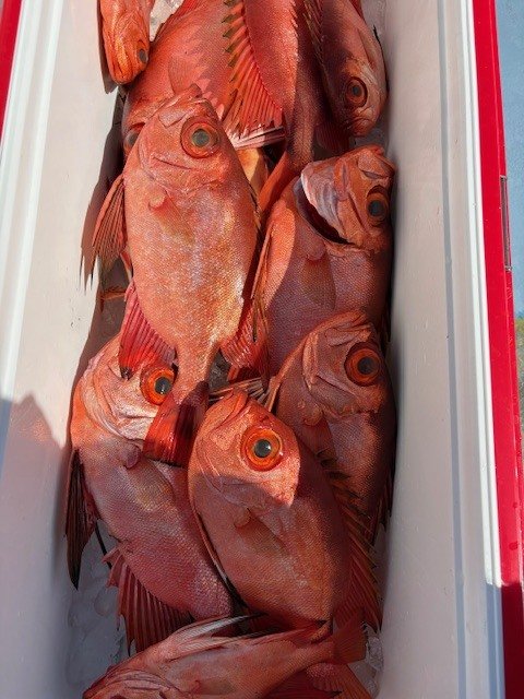 キントキ(チカメキントキ)