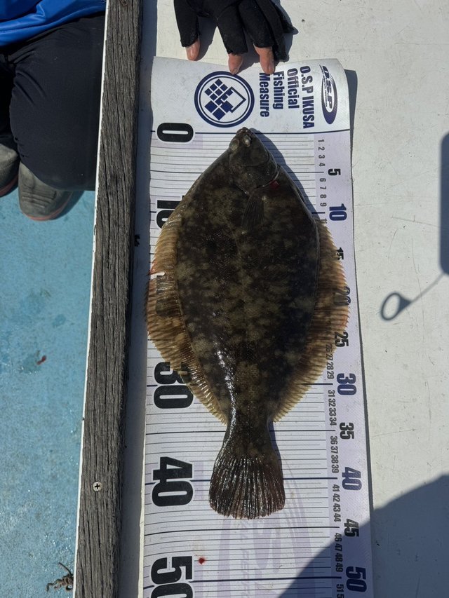 カレイ(マコガレイ)