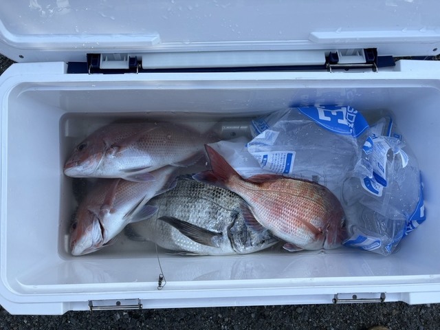 マダイ・クロダイ