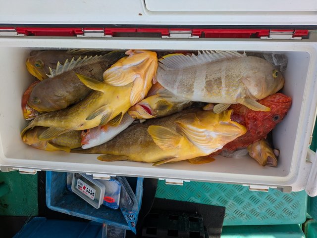 マハタ・アオハタ・カサゴ