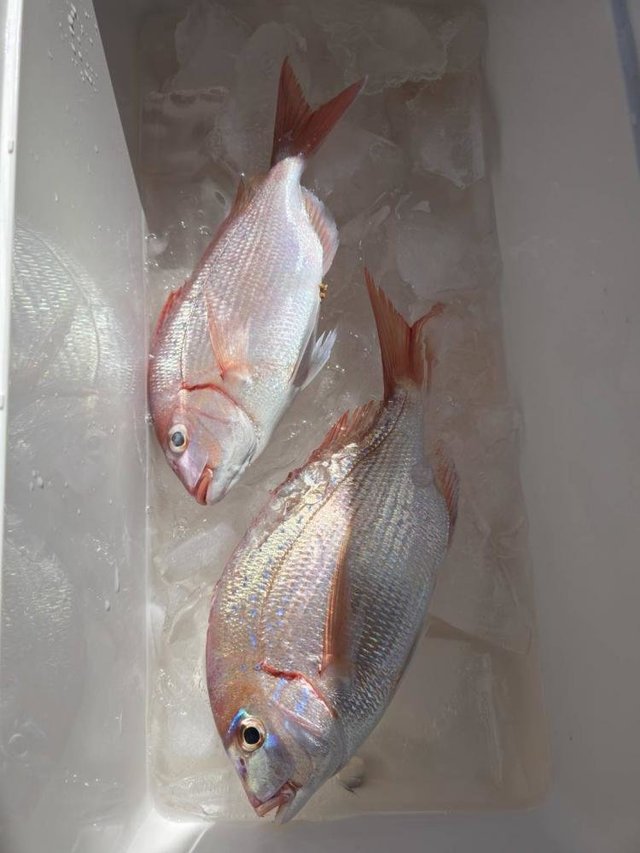 ハナダイ(チダイ)