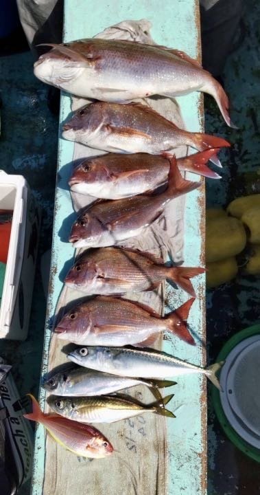 マダイ・アジ(マアジ)・ソコイトヨリ・マサバ