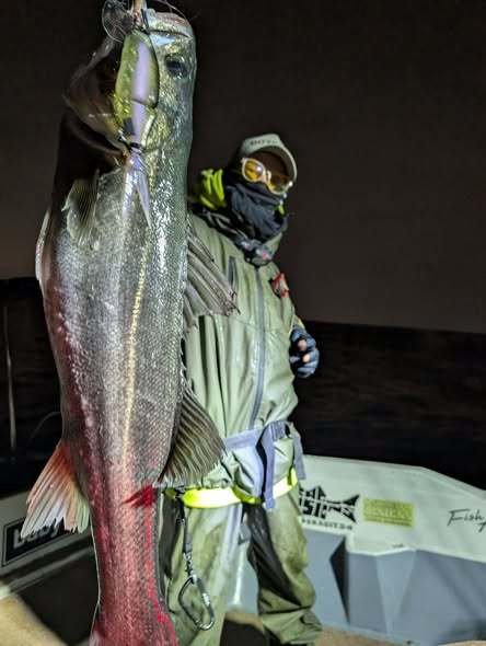 シーバス(スズキ)