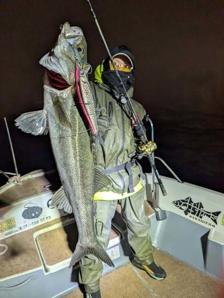 シーバス(スズキ)