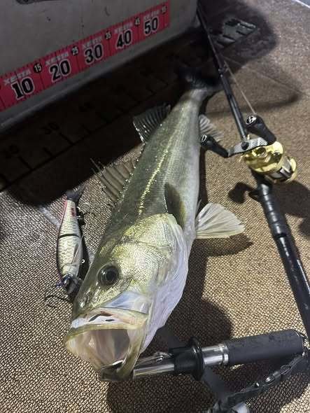 シーバス(スズキ)